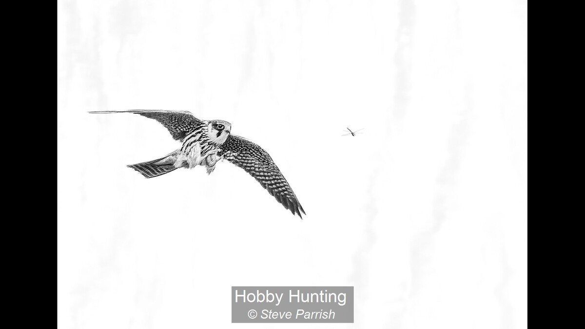 Hobby Hunting
